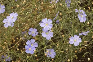 Flax Prints: Perennial flax (Linum perenne), garden