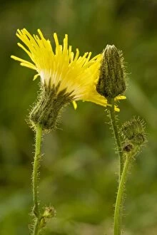 Arable Weed Gallery: Perennial sow-thistle - in flower. Very good example of glandular hairs