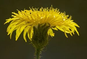 Images Dated 29th August 2010: Perennial Sow-thistle - against the light, showing abundant yellow glandular hairs. Dorset