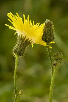 Perennial sow-thistle (Sonchus arvensis) in flower. Very good example of glandular hairs