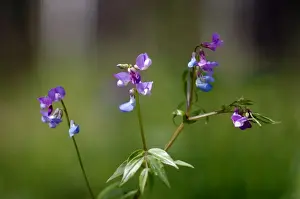 Perennial Sweet Pea / Spring vetchling / Bitter vetch / Spring pea / Spring vetch / Spring bitter-vetch flowering wild plant, forest floor in spring; common in mixed forest of Ural Mountains, near Ekaterinburg, Russia. Ur39. 4232