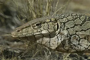 Perentie Goanna / Perenty Monitor Lizard Aboriginal delicacy The Gardens Road, 80km nth of Alice Springs, Nthn Territory, Australia