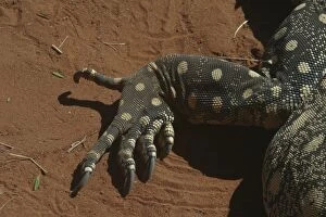 Lizards Collection: Perentie Goanna / Perenty Monitor Lizard Close up of foot Alice Springs, Nthn Territory, Australia