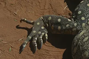 Deserts Prints: Perentie Goanna / Perenty Monitor Lizard Close up of foot Alice Springs