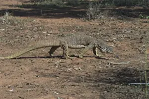 Perentie Goanna / Perenty Monitor Lizard - Largest Goanna in Australia. Second largest in the world. Grows up to 2. 5m. To this day a favourite food of Australian aborigines In outback Australian habitat near Lajamanu on the northern edge