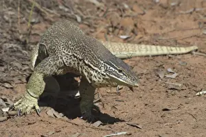 Lizard Prints: Perentie Goanna / Perenty Monitor Lizard - Largest Goanna in Australia