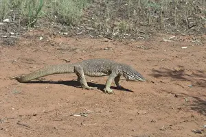 Perentie Goanna / Perenty Monitor Lizard - Largest Goanna in Australia. Second largest in the world. Grows up to 2. 5m. To this day a favourite food of Australian aborigines In outback Australian habitat near Lajamanu on the northern edge