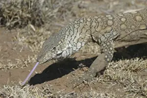 Deserts Prints: Perentie Goanna / Perenty Monitor Lizard Sticking tongue out Aboriginal delicacy The Gardens Road