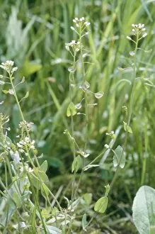 Images Dated 11th November 2010: Perfoliate / Cotswold Pennycress