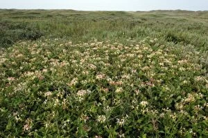 Images Dated 5th July 2006: Perfoliate Honey Suckle-in flower covering sand-dunes, Isle of Texel, Holland