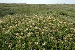 Perfoliate Honey Suckle-in flower covering sand-dunes, Isle of Texel, Holland