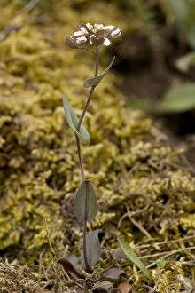 Images Dated 18th May 2006: Perfoliate penny-cress (Thlaspi perfoliatum) = (Cotswold penny-cress). V. rare in UK