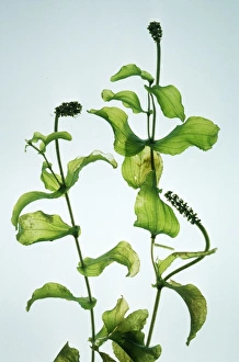 Images Dated 22nd June 2005: Perfoliate Pondweed