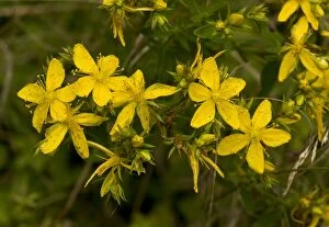Images Dated 15th July 2012: Perforate St John's Wort