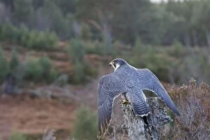 Images Dated 24th February 2008: Pergrine Falcon. Scottish Moor - Aviemore - Scotland