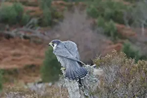 Pergrine Falcon. Scottish Moor - Aviemore - Scotland