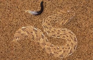 Viper Gallery: PERINGUEYՓ DESERT ADDER - hidden in sand, showing lure