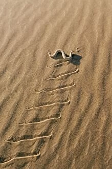 PERINGUEY S DESERT ADDER - sidewinding across sand, leaving tracks