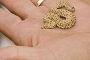 Images Dated 16th May 2007: Peringuey's Adder - Baby adder in a human hand