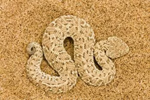 Images Dated 16th May 2007: Peringuey's Adder - Full body portrait of a baby adder on dune sand