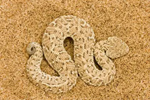 Dune Prints: Peringuey's Adder Full body portrait of a baby adder on dune sand Namib Dunes