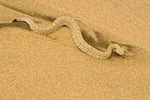 Peringueys Prints: Peringuey's Adder - Full body shot in black and yellow dune sand - Namib Desert - Namibia - Africa