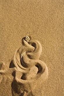 Images Dated 10th May 2007: Peringuey's Adder - Burying itself in the sand leaving a distincts pattern