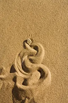 Namib Prints: Peringuey's Adder Burying itself in the sand leaving a distincts pattern Namib Dunes