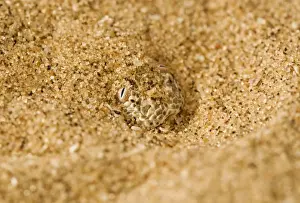 Peringueys Prints: Peringuey's Adder - Close up of the head