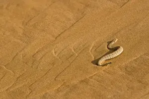 Namib Prints: Peringuey's Adder - Making its way up the cascading sands of a dune slip face - Namib Desert - Namibia - Africa