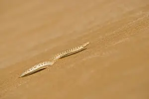 Peringueys Prints: Peringuey's Adder - Making its way up a slip face of a dune - Namib Desert - Namibia - Africa