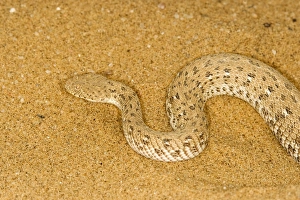 Images Dated 16th July 2009: Peringueys Adder - Namib Desert - Namibia - Africa