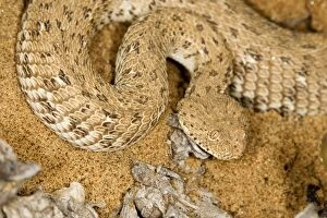 Images Dated 18th March 2009: Peringueys Adder - Namib Desert - Namibia - Africa