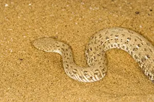 Peringueys Adder - Namib Desert - Namibia - Africa