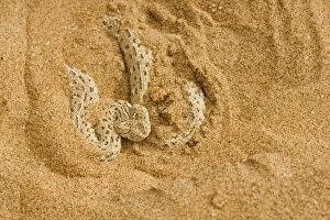 Images Dated 4th May 2008: Peringuey's Adder - Partially covered with dune sand - Dunes - Namib Desert - Namibia - Africa