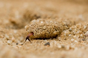 Images Dated 21st October 2007: Peringuey's Adder Sand covered head with tongue exposed Namib Dunes, Namib Desert, Namibia, Africa
