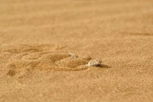 Images Dated 4th May 2008: Peringuey's Adder - Shuffling down into the dune sand - Dunes - Namib Desert - Namibia - Africa