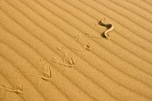 Peringueys Prints: Peringuey's Adder - Sidewinding across dune sand - leaving a distinct track - Namib Desert - Namibia - Africa