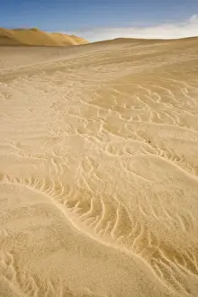 Peringuey's Adder - Sidewinding across patterned white and yellow dune sand - Namib Desert - Namibia - Africa