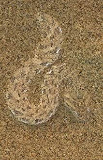 Peringueys Adder - This small snake, also called Sidewinding Adder, shuffles completely into the fine sand of the Namib Desert, leaving only its eyes exposed which are situated on top of its rounded, flat head. On the photo it has just