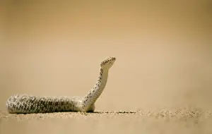 Peringueys Prints: Peringuey's Adder In unusual pose with head raised. Namib Desert, Namibia, Africa
