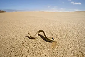 Peringuey's Adder - Wide angle view - sidewinding accros the desert sand - with the dunes in the background - Namib Desert - Namibia - Africa