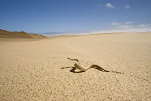 Peringuey's Adder - Wide angle view - sidewinding accros the desert sand - with the dunes in the background - Namib Desert - Namibia - Africa