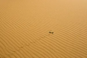 Peringuey's Adder - Side winding across dune sand in the evening - leaving a distinct track - Namib Desert - Namibia - Africa