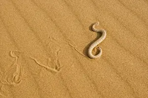 Peringuey's Adder - Side winding across dune sand in the evening - leaving a distinct track - Namib Desert - Namibia - Africa