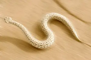 Peringuey's Adder - In full side winding motion - blurring across the desert sand - Dunes - Namib Desert - Namibia - Africa