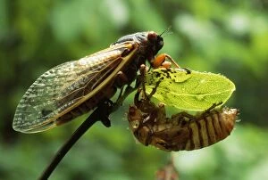 Images Dated 22nd October 2010: Periodical / 17 Year Cicada - Hamden CT USA