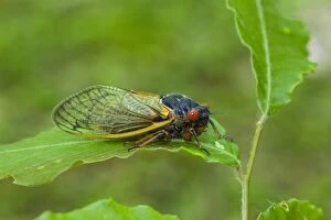 Images Dated 4th June 2013: Periodical Cicada