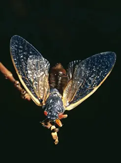 Periodical Cicada 17 year Hamden, Cincinnati, USA