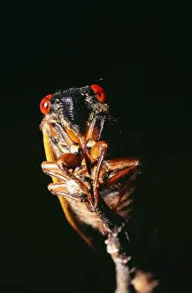 Cicada Prints: Periodical Cicada 17 year Hamden, Cincinnati, USA